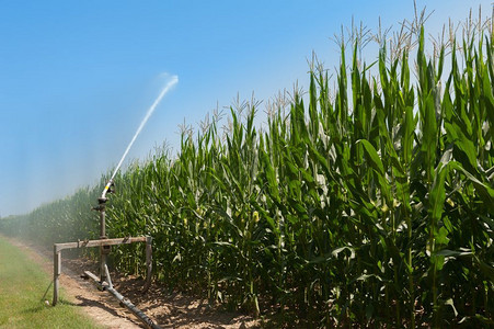 玉米采摘器栽培玉米田水喷洒器的泵抽装置在玉米田用水喷洒器现场抽管子道背景