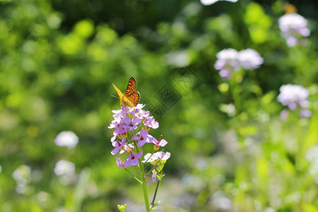 自然绿色环境蝴蝶飞过夏青草原上的紫色花朵空图片