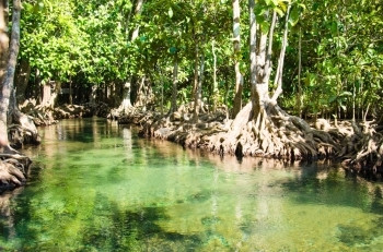 风景优美在泰国KrabiThapom红树林中带根和流水的沼泽森林植物稠密图片