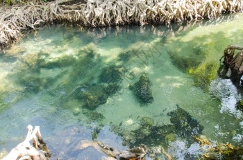 植被绒球塔在泰国KrabiThapom红树林中带根和流水的沼泽森林图片