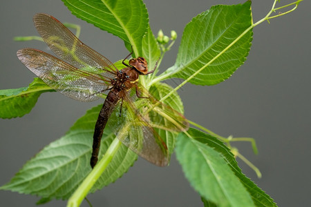 蜻蜓昆虫背景图片