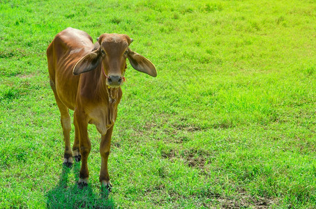 动物夏天农业绿草地中的红牛图片