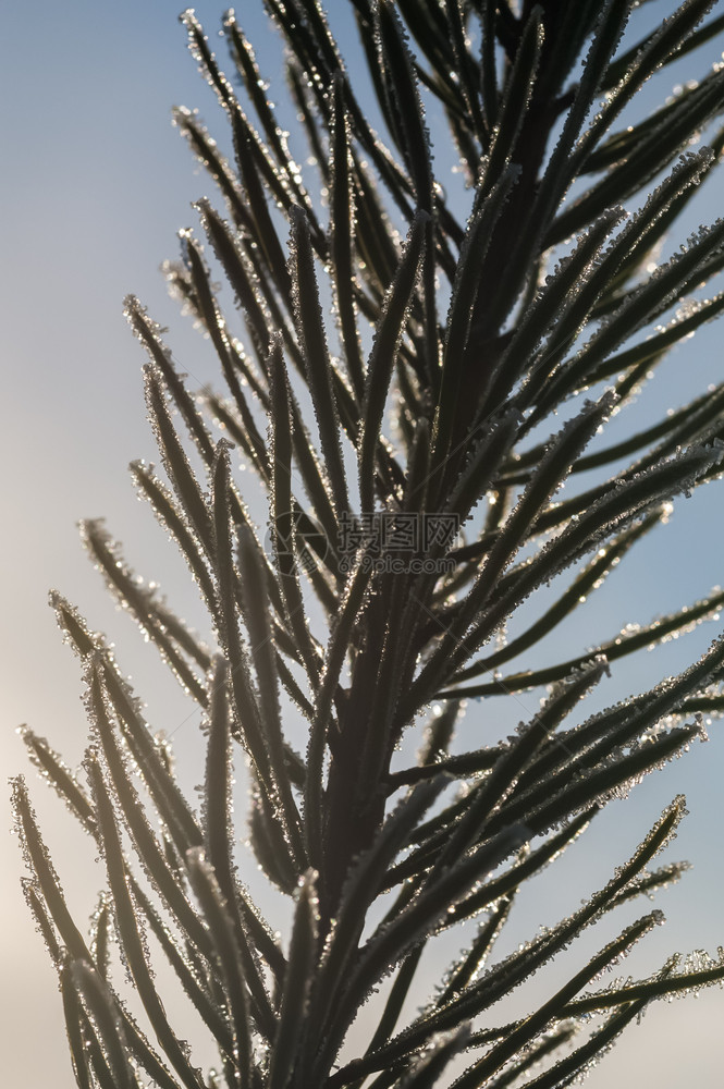 冷若冰霜松树针上形成的冰晶缝合寒冷日落图片