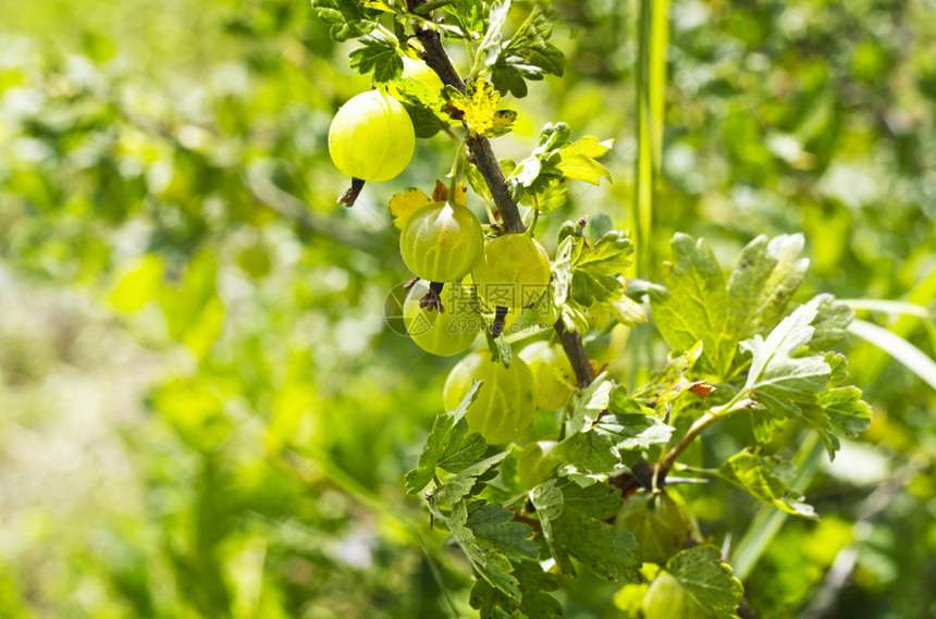 健康果子莓树枝和浆里普梅莓成熟的鹅在叶子中如此绿生长之中图片