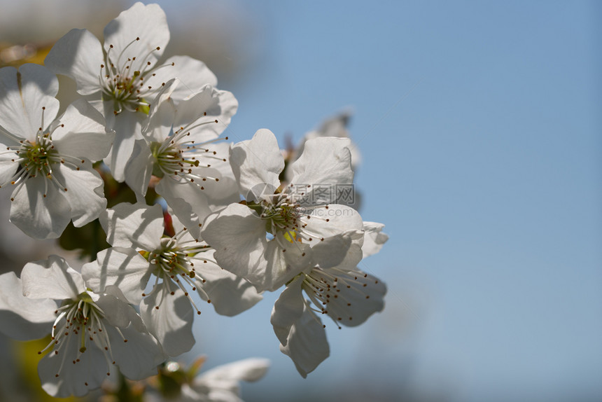 明亮的新鲜一棵开花樱桃树的分枝有一棵开花樱桃树的分枝白色图片