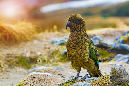 地面高山森林南岛新泽西的草地鹦鹉北新西兰岛账单美丽的图片
