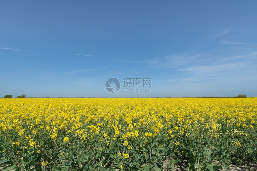 美丽的油菜花图片