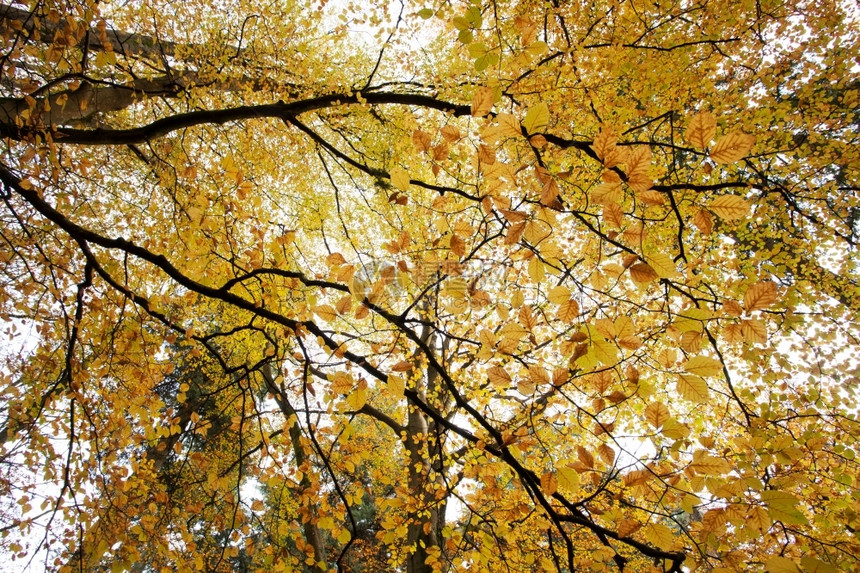 秋天公园里的大树图片