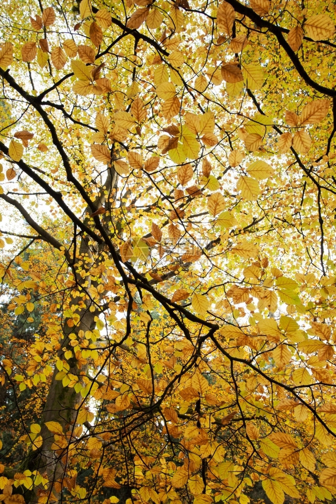 秋天公园里的大树图片