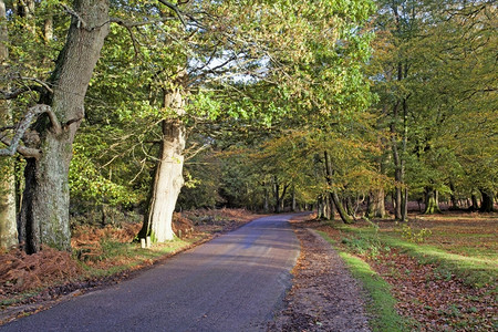 目的地英国Hampshire新森林的秋色古老泰勒图片