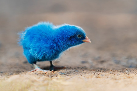 宠物在自然背景下关闭新生鸡蓝色婴儿春天图片