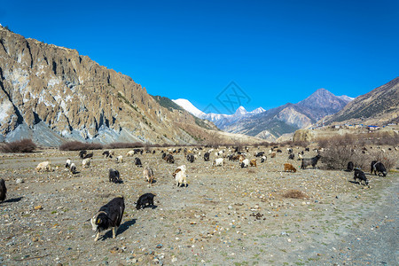 农业春天人们在尼泊尔桑春日的美丽山地风景中大批绵羊和山图片