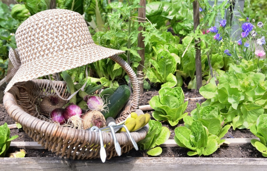 有机的家将帽子放在花朵蔬菜园的鲜篮子中新蔬菜健康图片