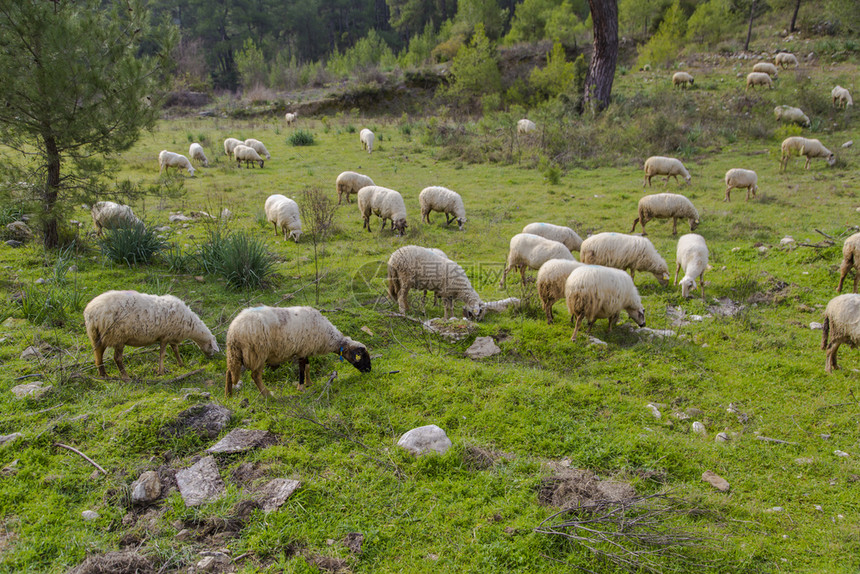 在绿草原放牧的羊群肉场谷图片