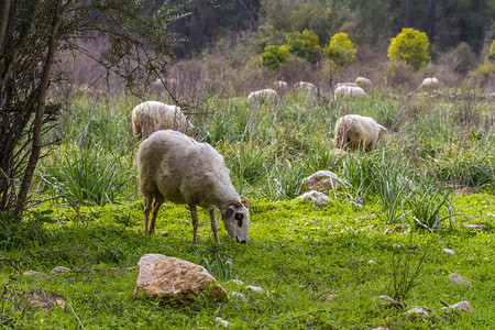 牧场乡村的绿色在草原放牧的羊群图片