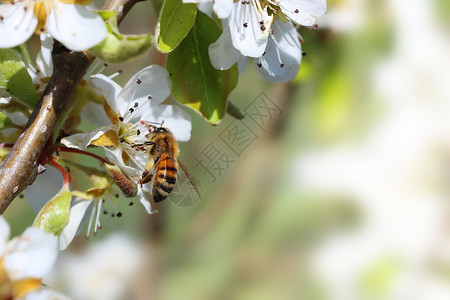春天自然在花园的樱蜜蜂上盛开图片
