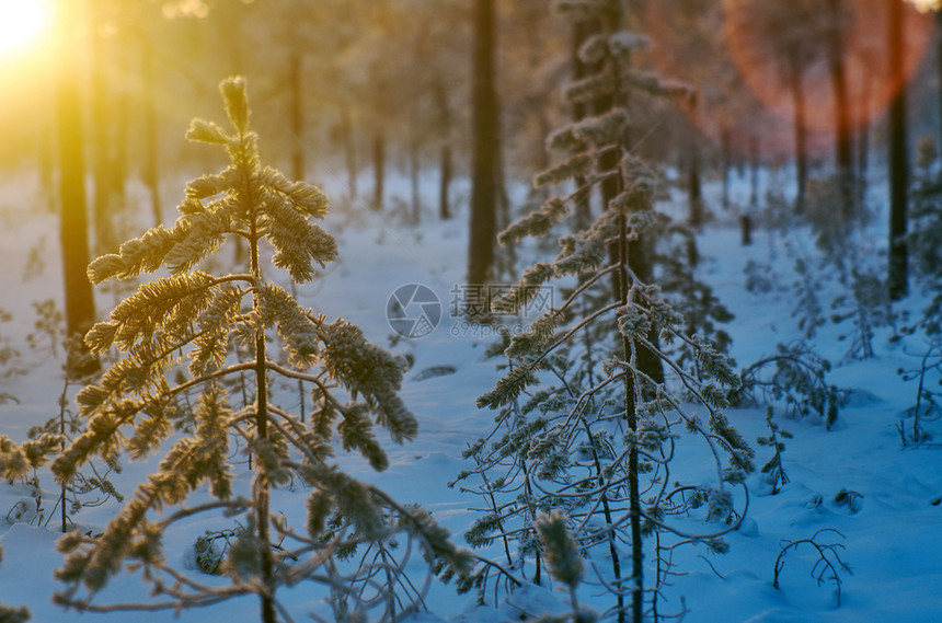 蓝色的户外冬季风景与松林和日落冬天图片