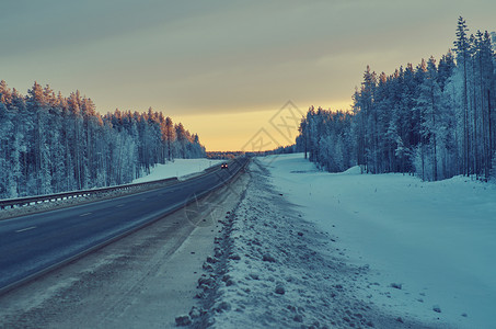 冬季风景与松林和日落树蓝色的覆盖背景图片