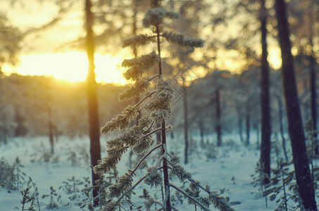 雪花冬天季风景与松林和日落太阳图片