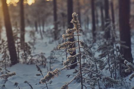雪堆冬季风景与松林和日落寒冷的自然背景图片