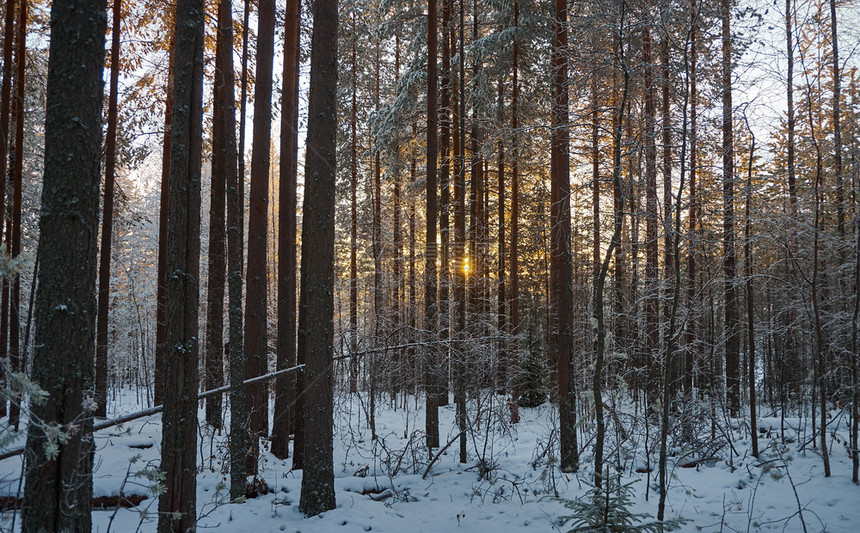 树冬季风景与松林和日落圣诞节寒冷的图片