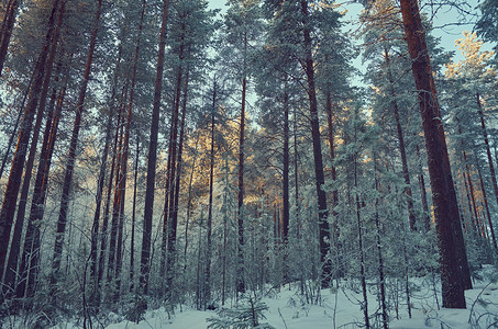 松树场景冬季风与松林和日落白色的图片