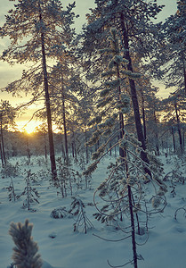 天空木头寒冷的冬季风景与松林和日落背景图片
