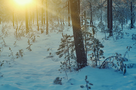 冬季风景与松林和日落太阳圣诞节户外背景图片