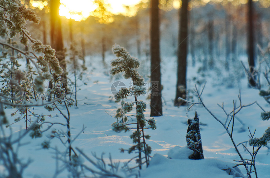 霜冬季风景与松林和日落树美丽图片