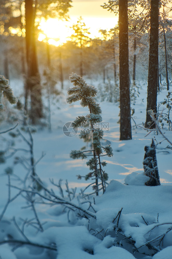 日落雪景森林夕阳图片