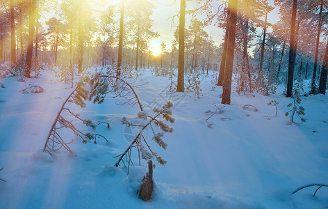 雪花冬季风景与松林和日落树景观图片