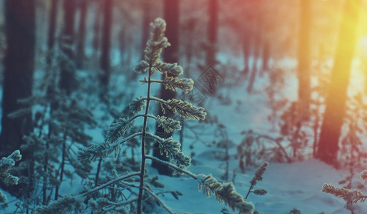 日落雪景森林夕阳图片