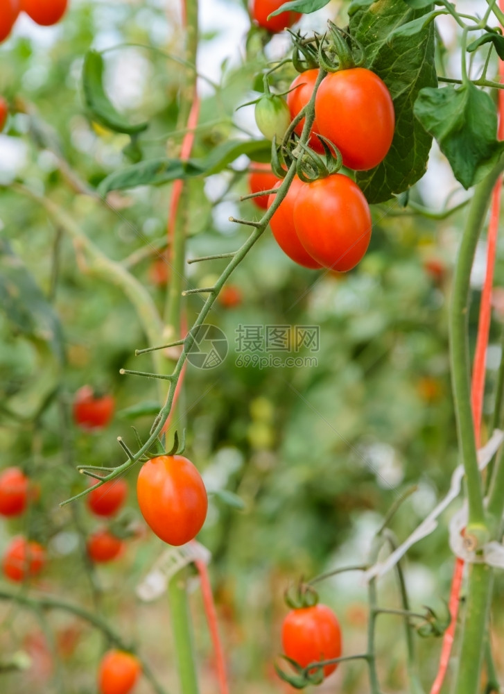 树上的番茄栽培绿色藤蔓图片
