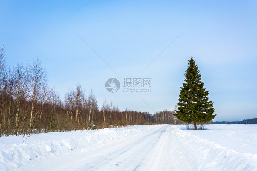 云杉毛皮树冬天阳光明日的寒冬在雪地路边上生绿苗条俄罗斯图片