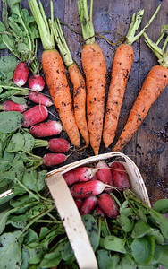 在花园中新鲜采摘的有机肮脏胡萝卜和并放上木板农业乡村自然图片