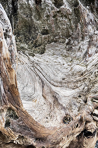 节目胡安显示木材裂缝和内自然山谷的古旧漂流木桩自然抽象图有质感的图片