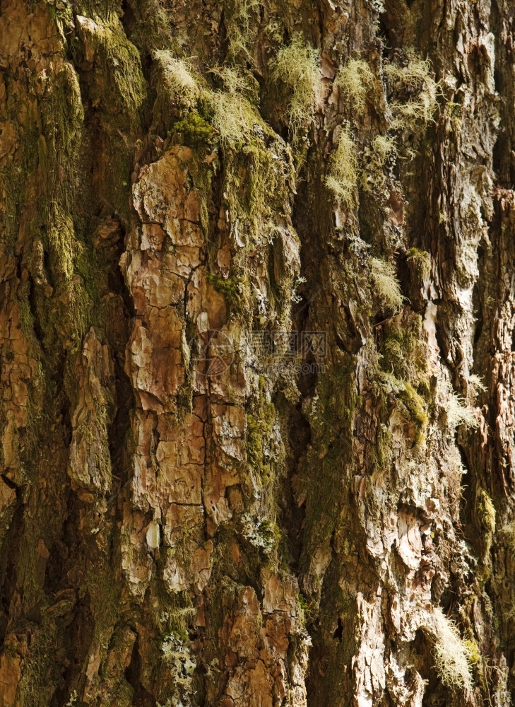 一棵大树的干图景上面有在树皮裂缝中生长的苔和地衣细节粗糙道格拉斯风化图片