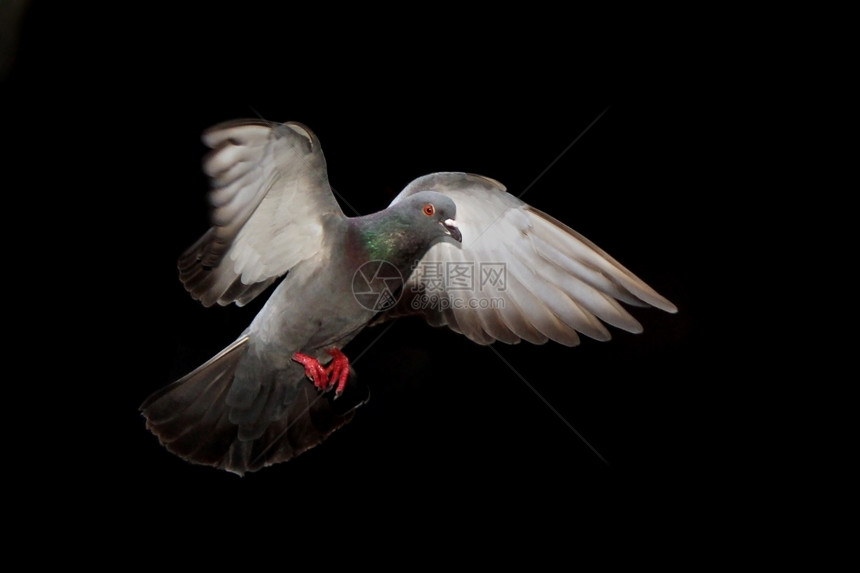 飞行黑色背景的鸽被孤立颜色和平图片