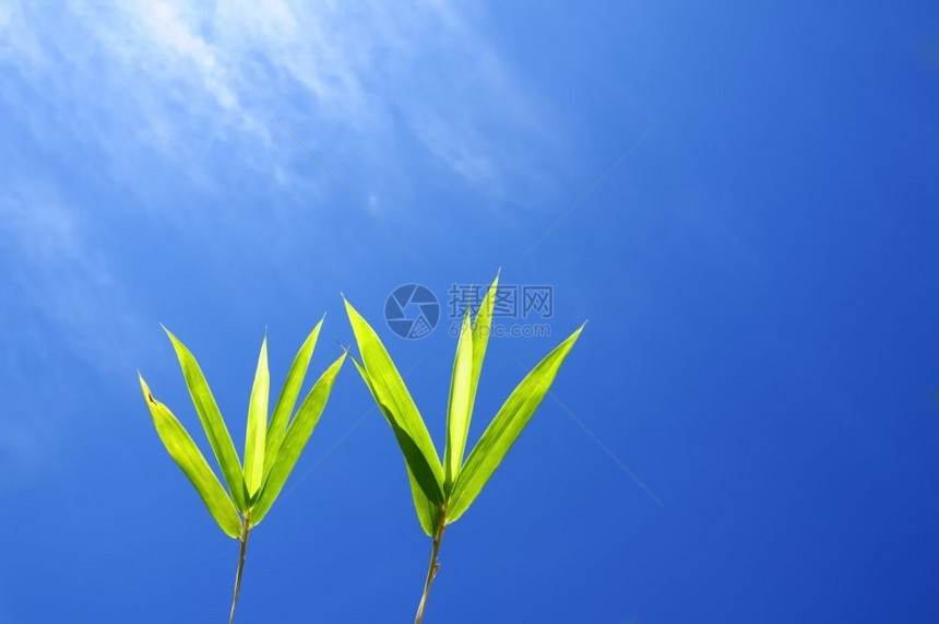自然天气竹叶与晴的蓝天垂直图片