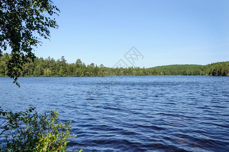 蓝色的树旅游BolshoySolovetsky岛大森林湖景象图片