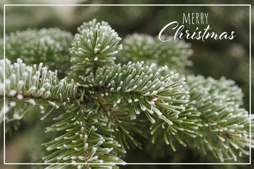 卡片自然贺在Harfrost的鲜霜树枝上面写着圣诞快乐季节图片