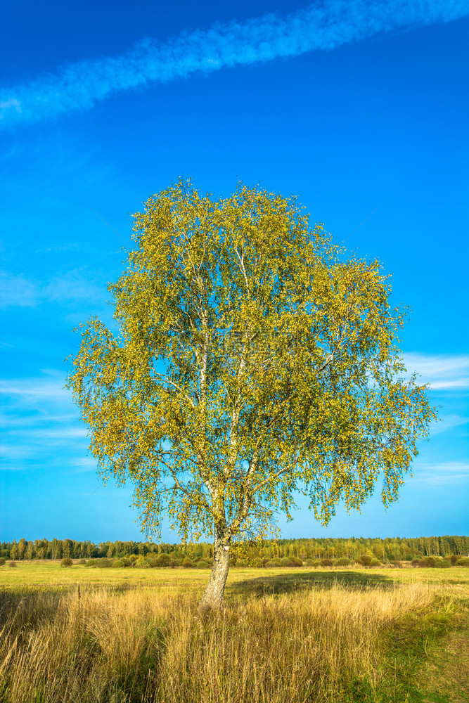 阳光秋天田野上有着一棵孤单的白树美丽风景晴天孤独叶子图片