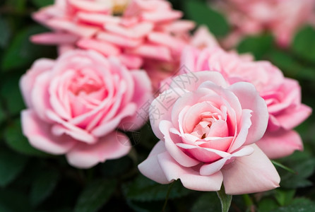 礼物美丽的粉色玫瑰田地种植园生产浪漫束图片