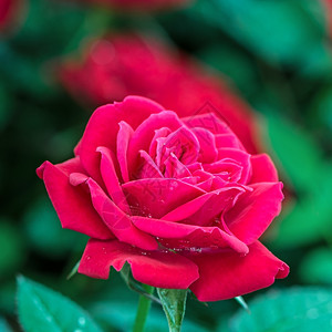 红色的美丽玫瑰在田地种植园生产场周年纪念日图片