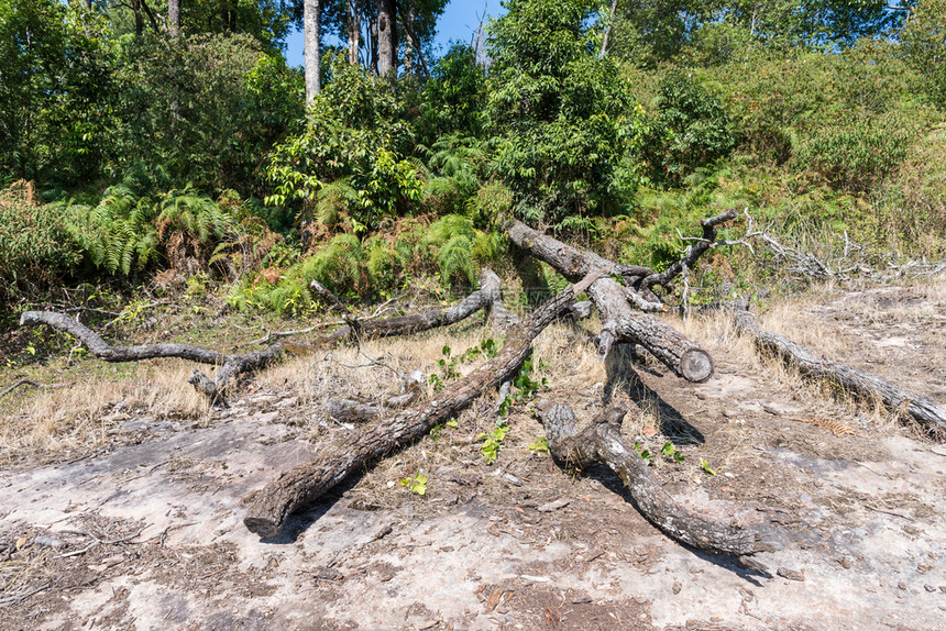 树泰公园森林砍伐问题锋利的林业图片