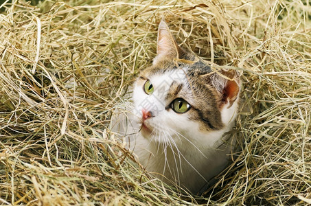 宠物驯化的黑斯塔克绿眼野生猫乡村的背景图片