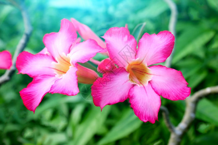 粉红花植物的春天图片