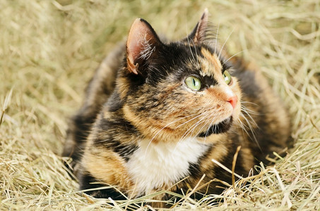 干草雄猫自然Haystack猫绿眼睛的外生小猫图片