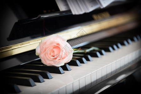 钢琴上的玫瑰花背景图片