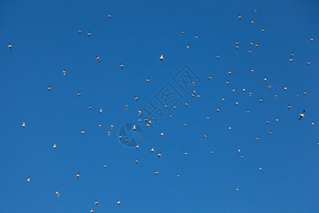 傍晚日落海鸥在天空中飞翔鸟航班团体图片